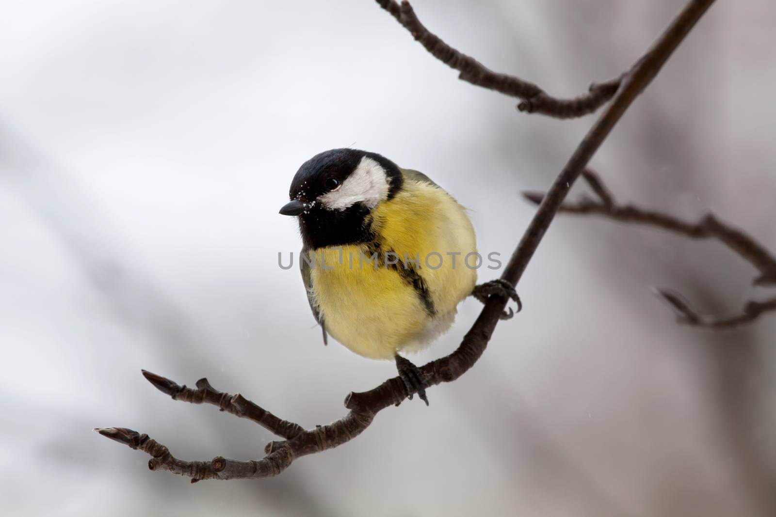 The big titmouse sits on a tree branch in winter day