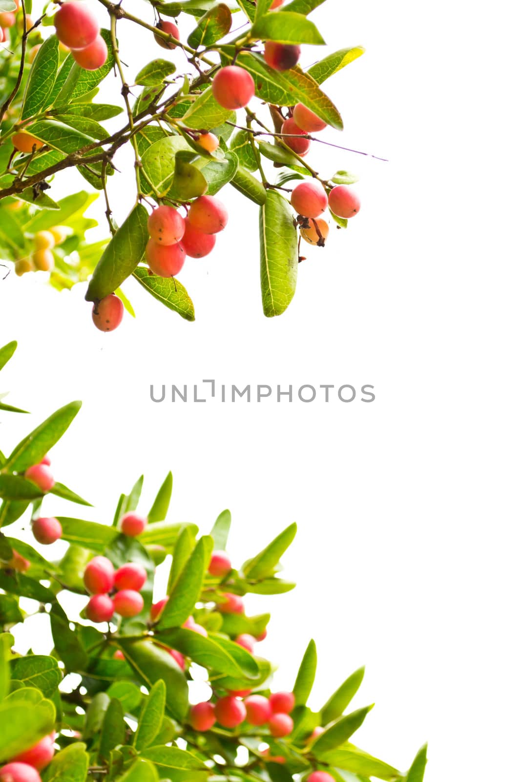 leaves and fruits,Isolated on white background