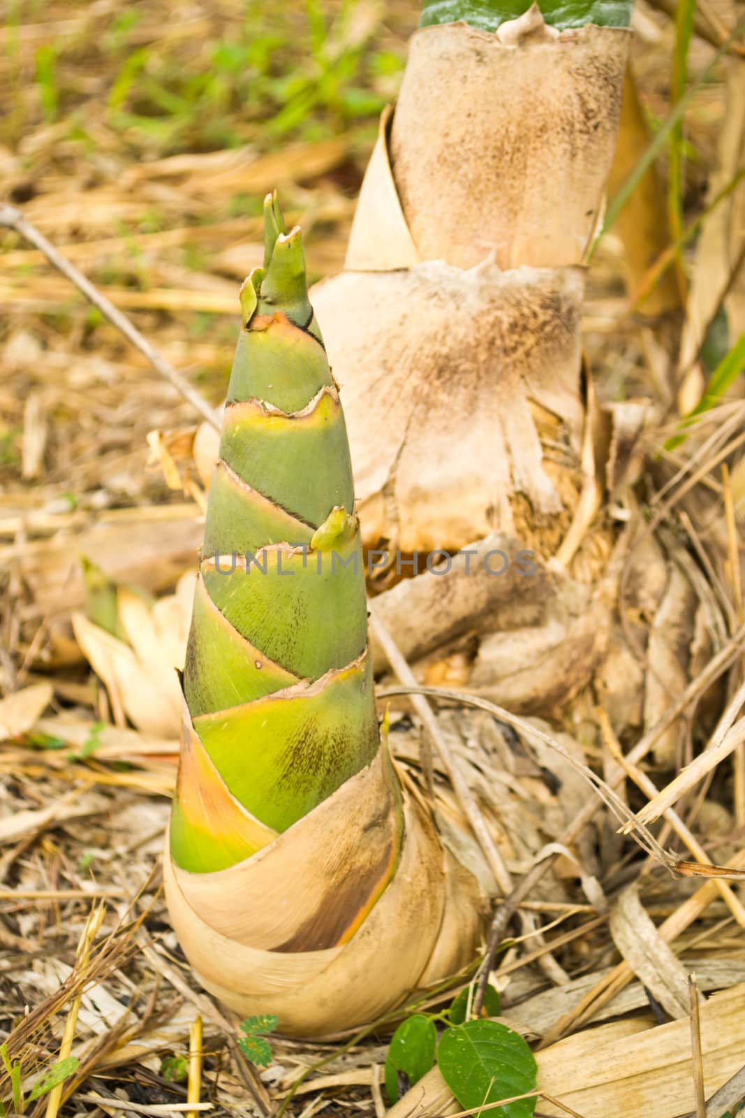 Bamboo shoots in the forest