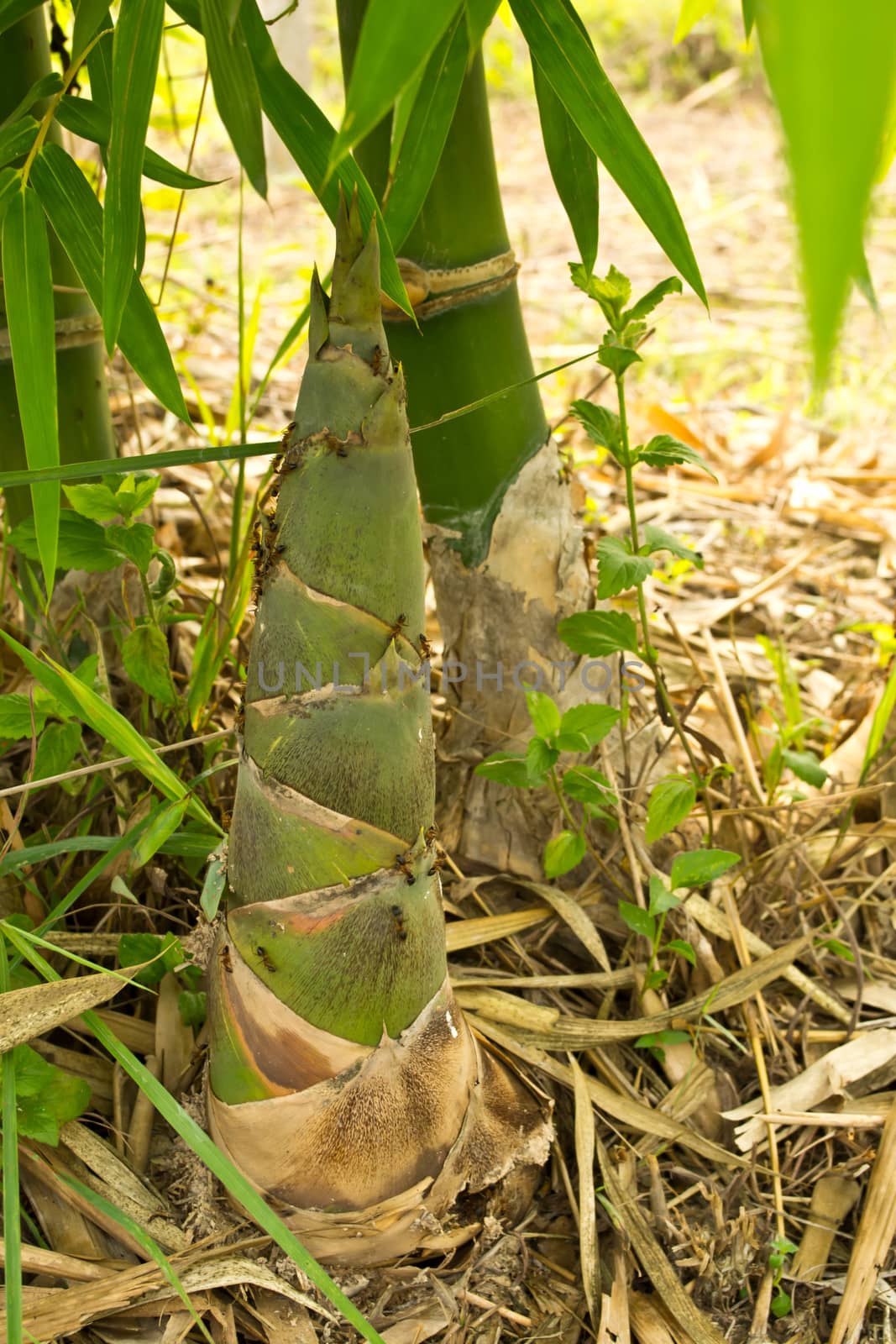 Bamboo shoots in the forest