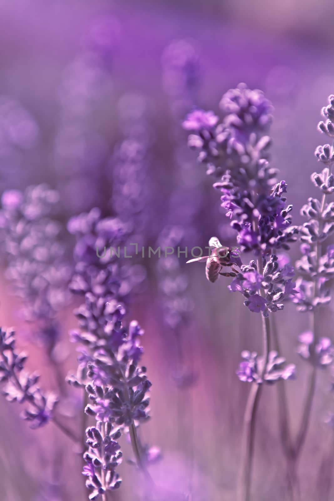 Ethereal image with shallow depth of field and lots of soft purple blur of a bee on a lavender bush