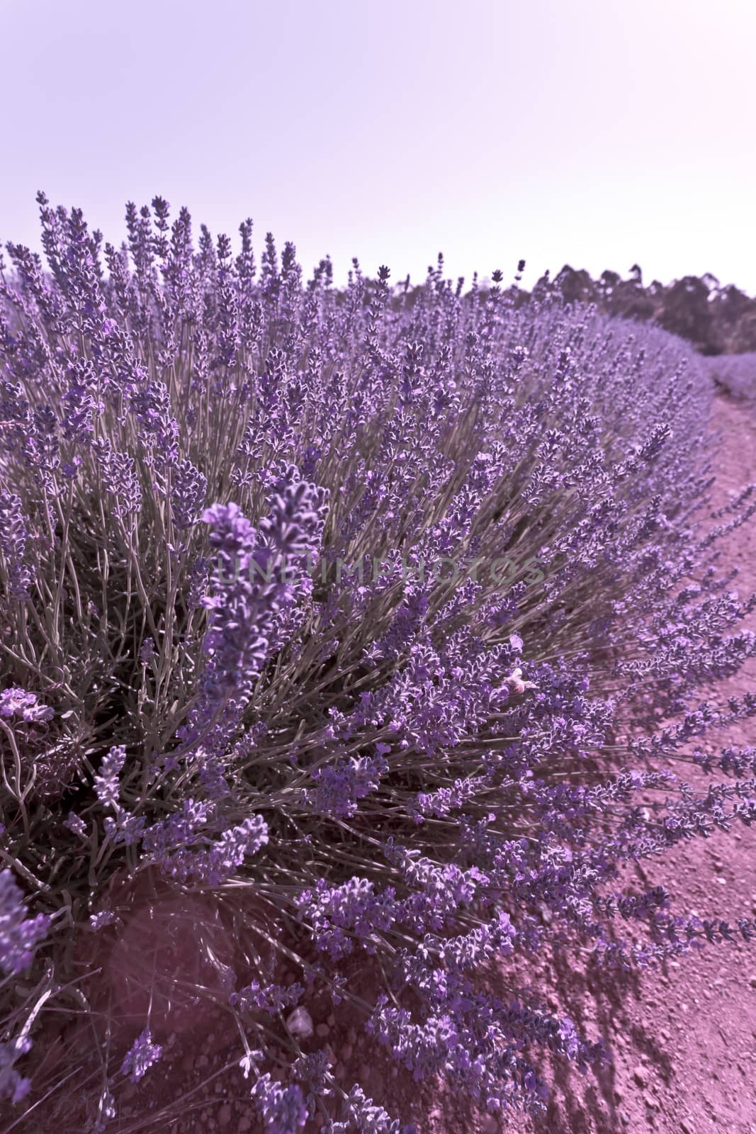 Detail of a beautiful purple flowering lavender bush growing at the end of a row on a farm in Tasmania, Australia