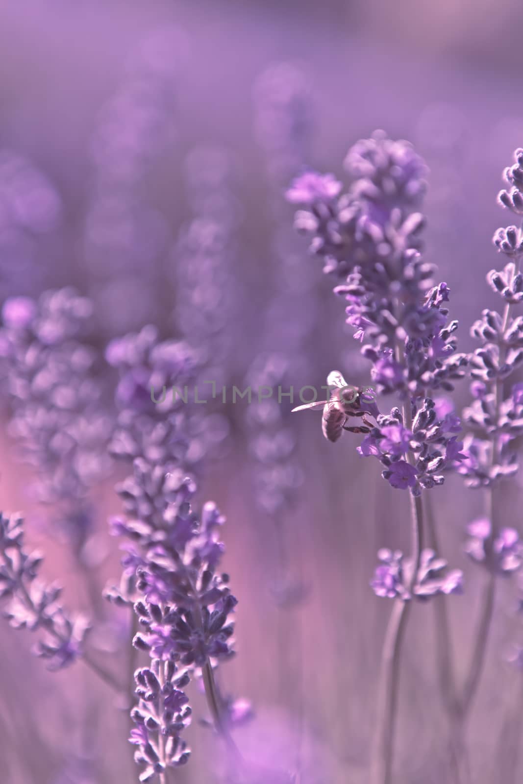 Dreamy purple lavender background with a honey bee alighting on a flower amidst a soft blurry background