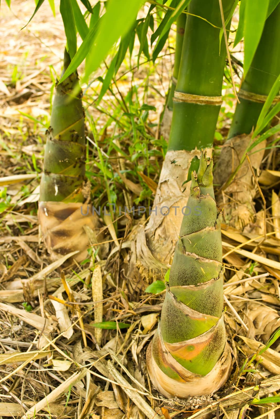 Bamboo shoots in the forest