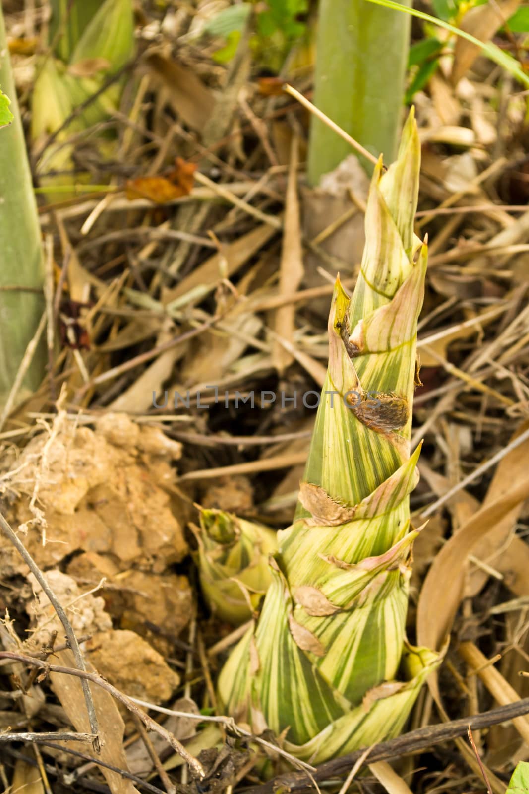 Bamboo shoots in the forest