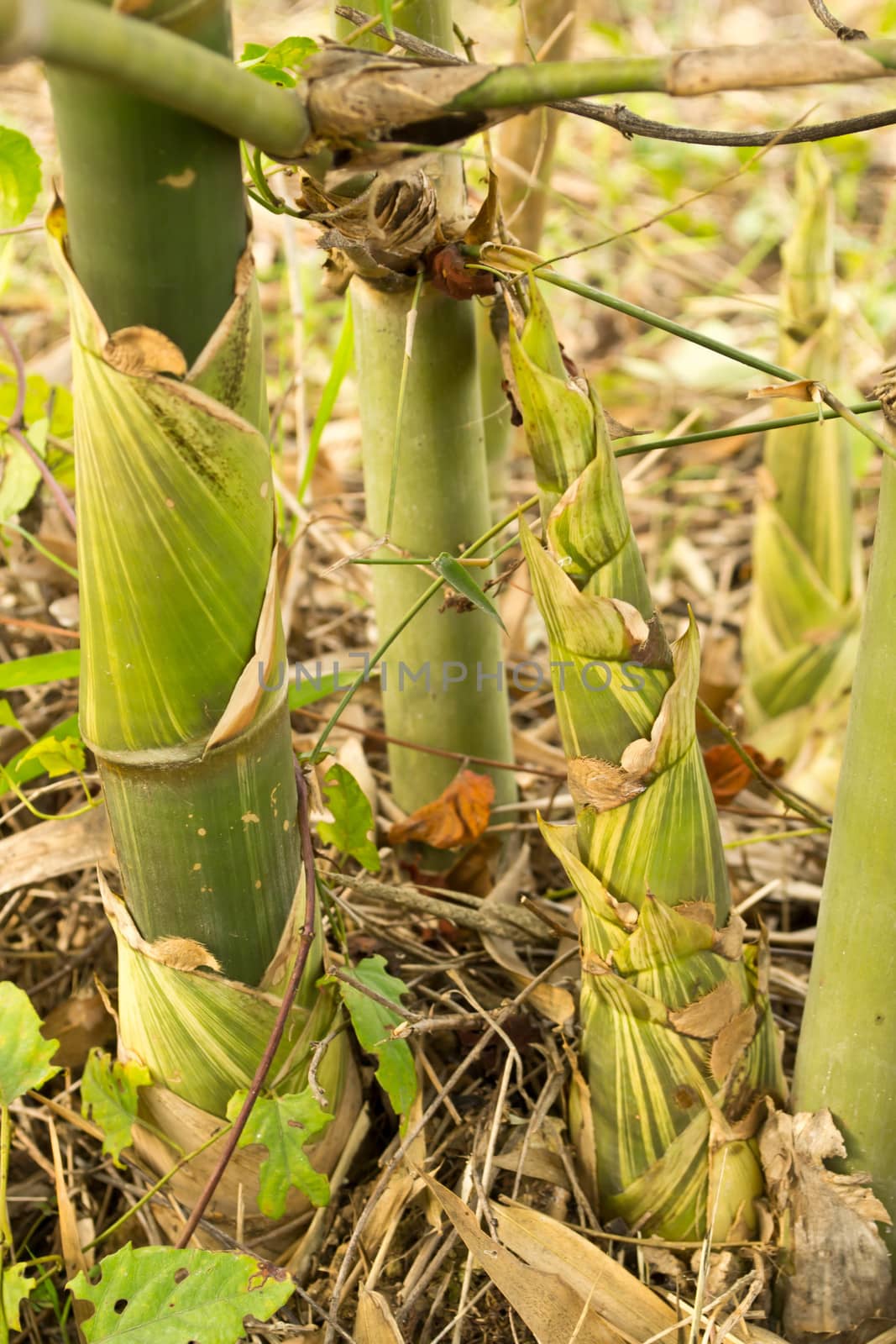 Bamboo shoots in the forest