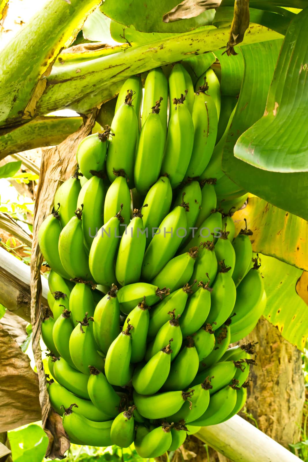 Banana tree with a bunch of bananas