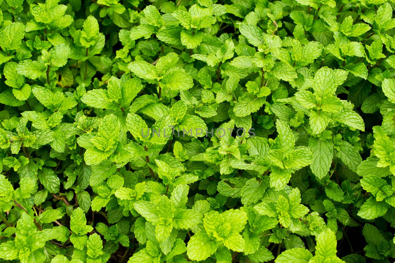 Peppermint background