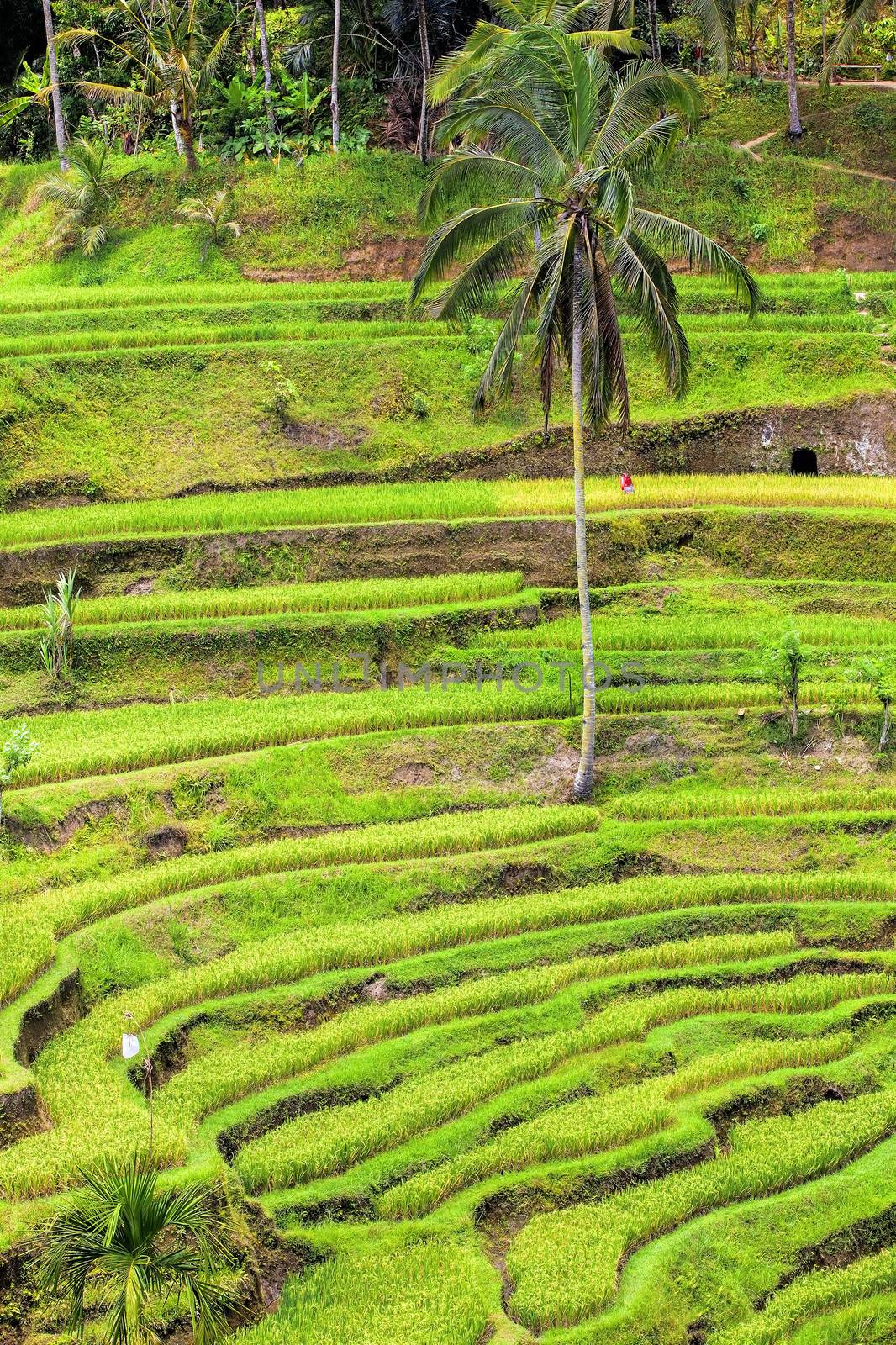 Tegalalang rice terrace fields in Bali Indonesia
