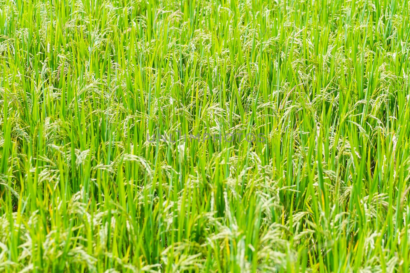 rice fields in thailand by moggara12