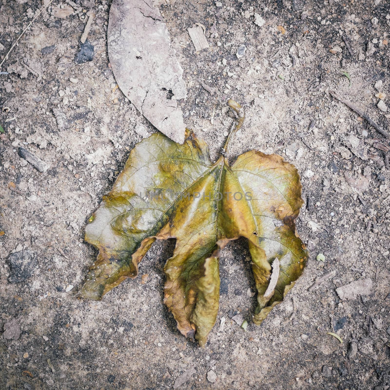 dry leaf on dirty ground by moggara12