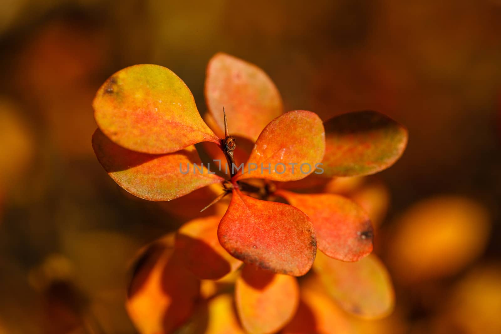 Fading autumn leaves close-up shot