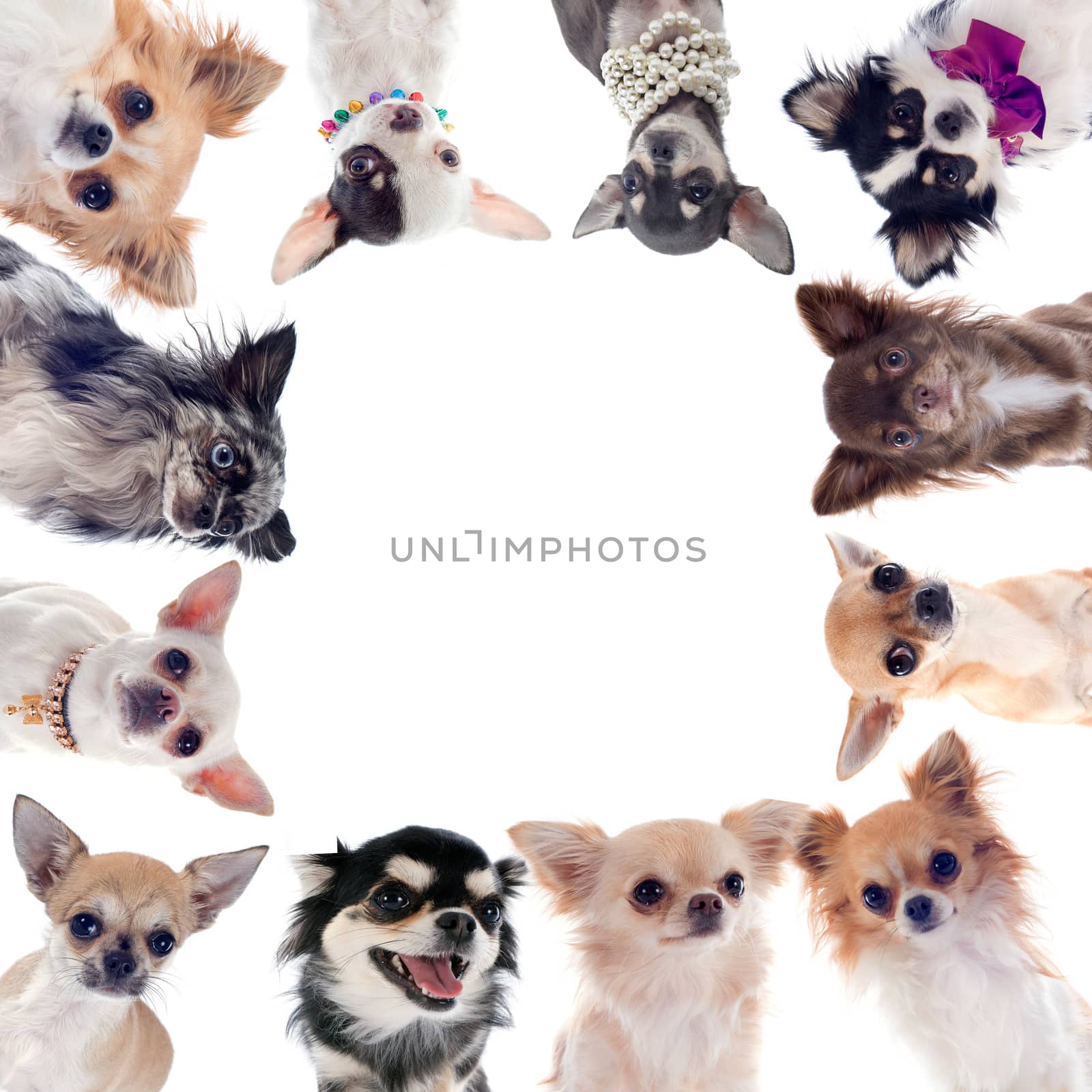 group of chihuahuas by cynoclub