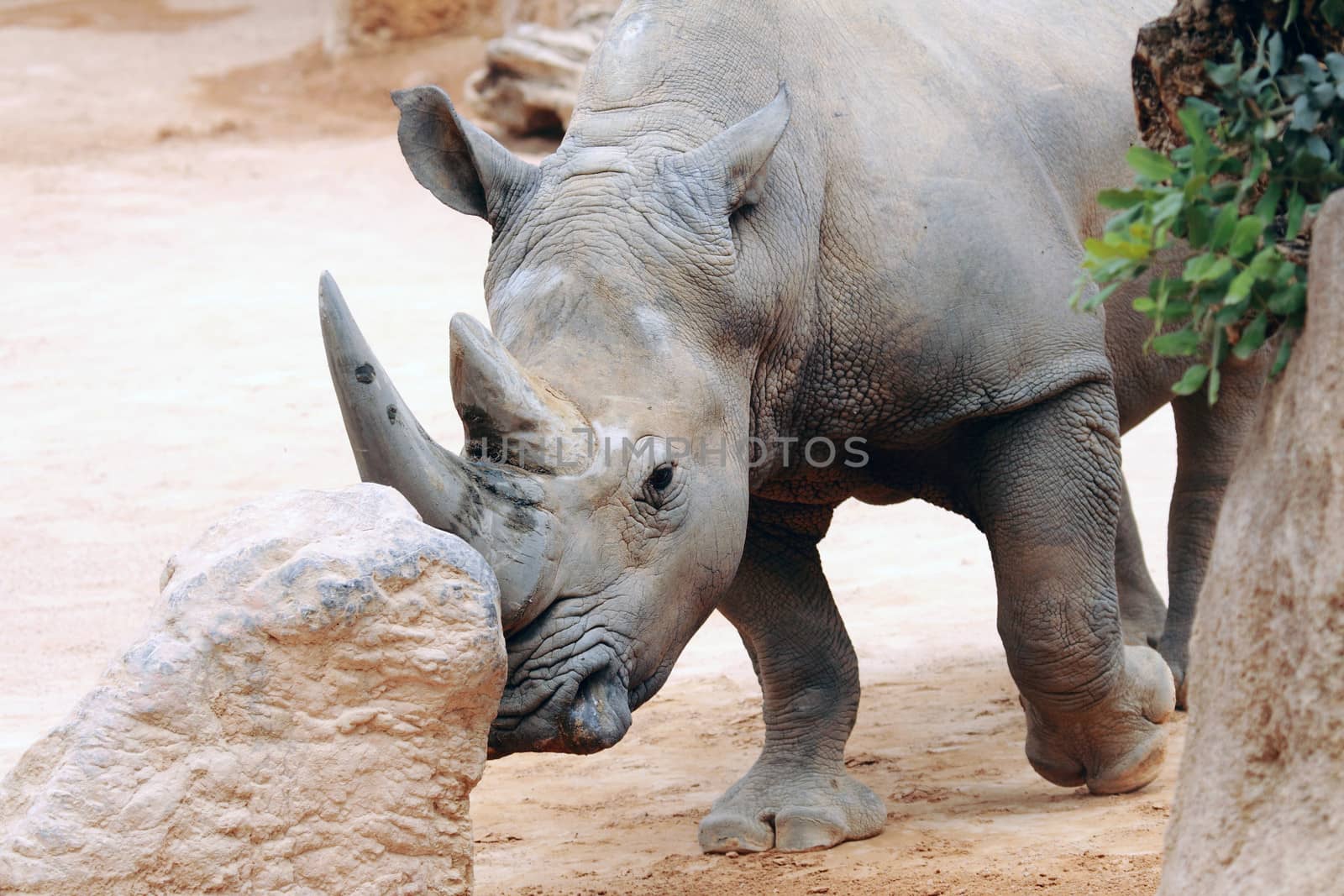 african rhino by erllre