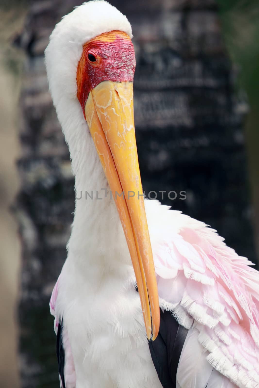 portrait of an african stork
