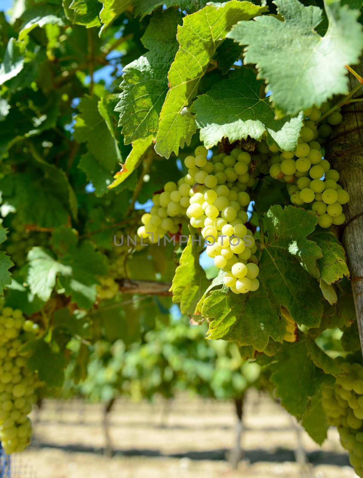 white wine grapes in a french vinyard ready to pick