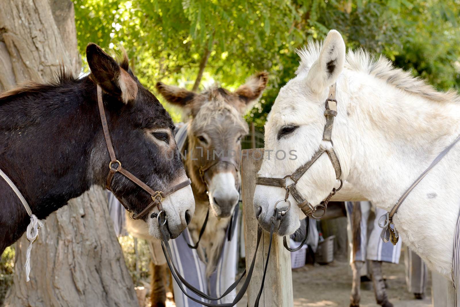 three donkeys coming together for a meeting head to head