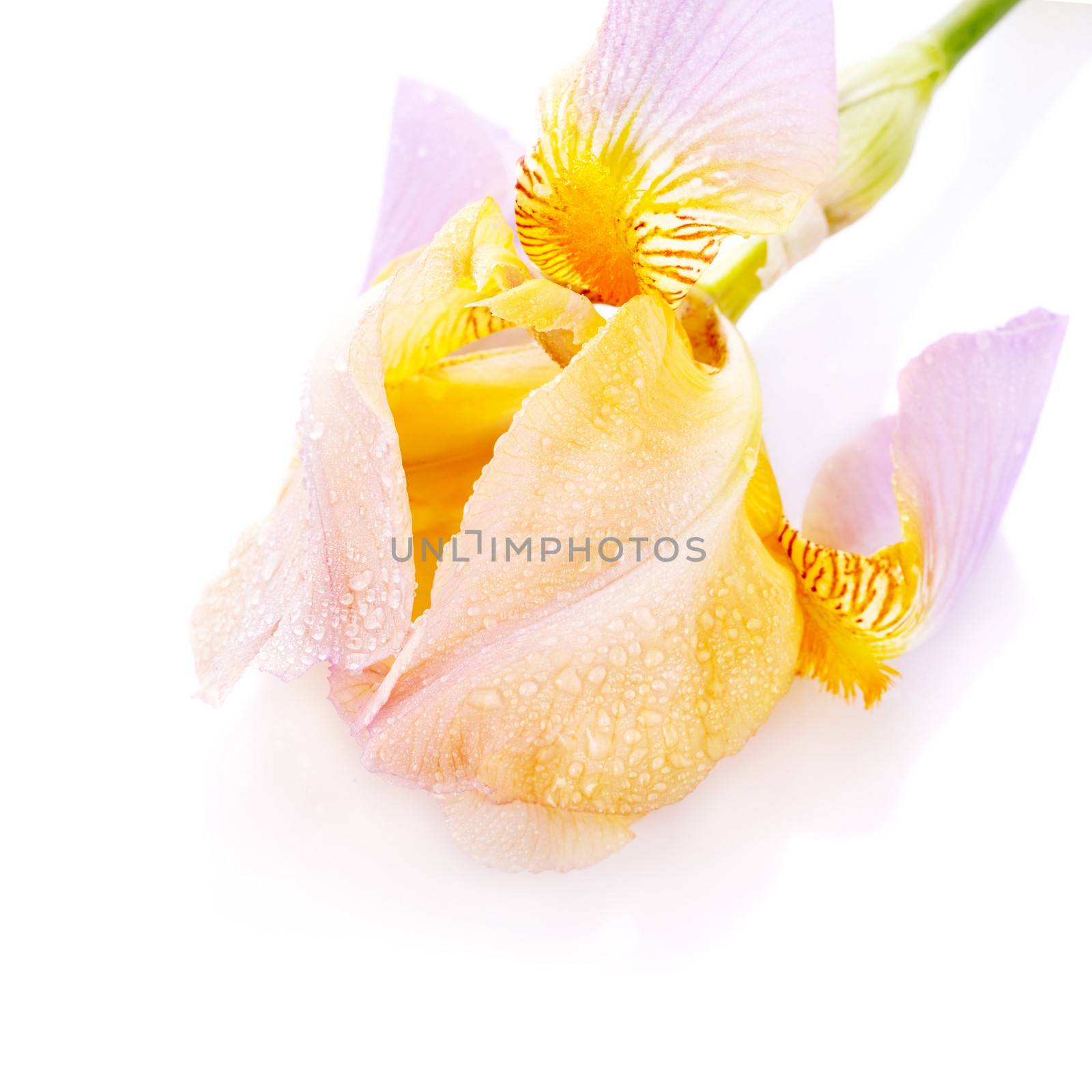 Iris flower. Yellow iris. Petals of a  flower of an iris. Flower in dew drops. Flower petals in dew drops.