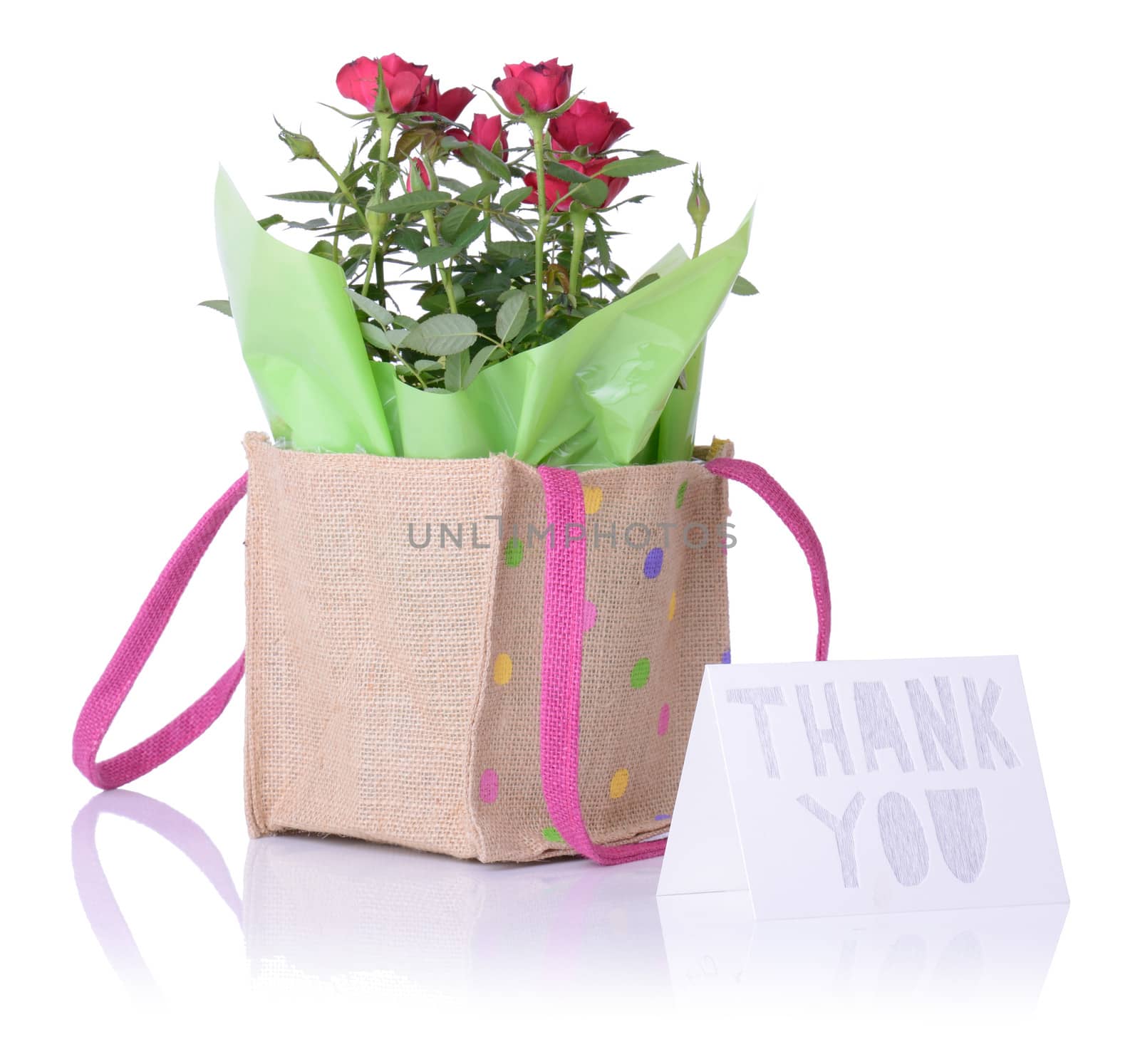 Thank you card and roses isolated on white