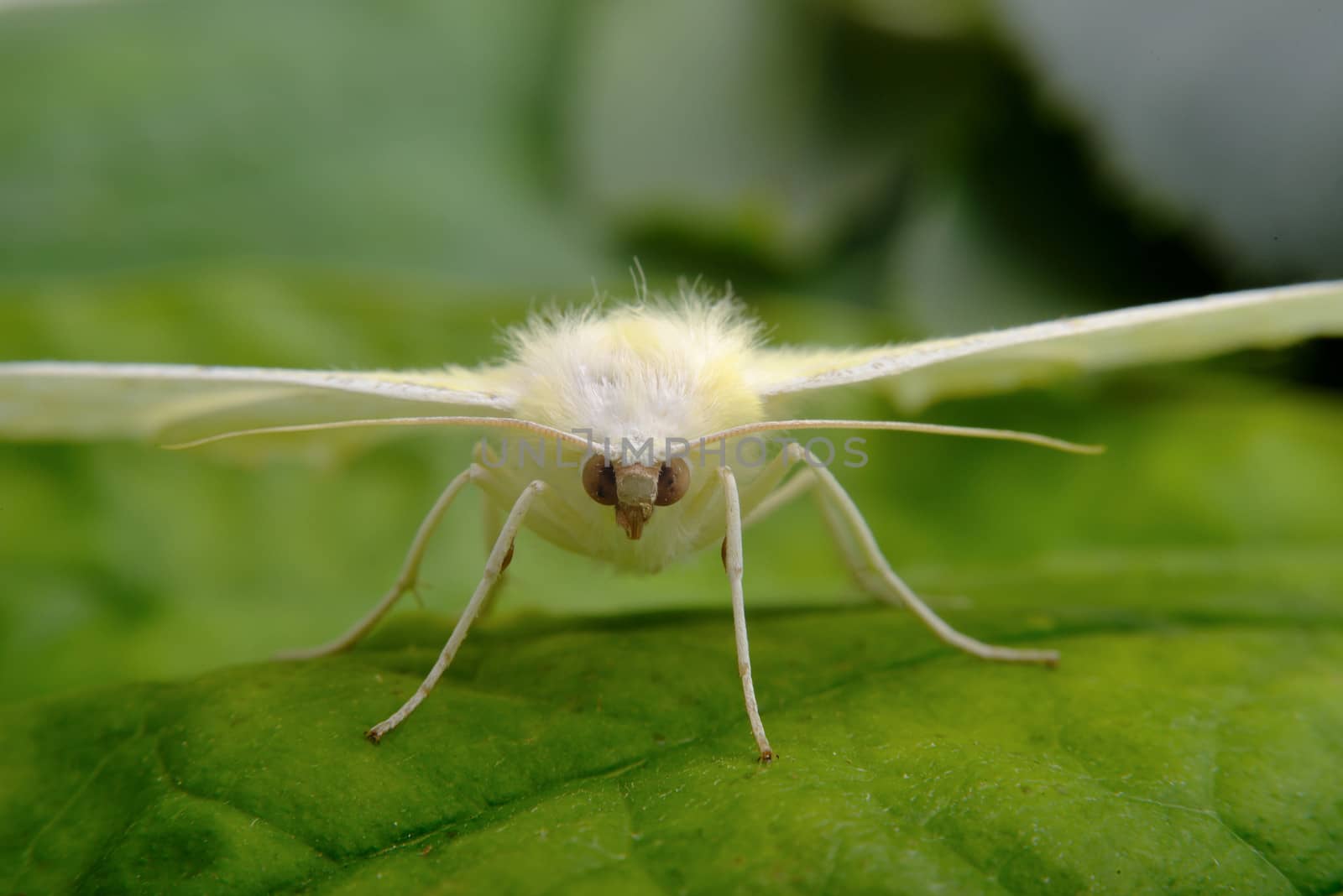 white moth by hyrons