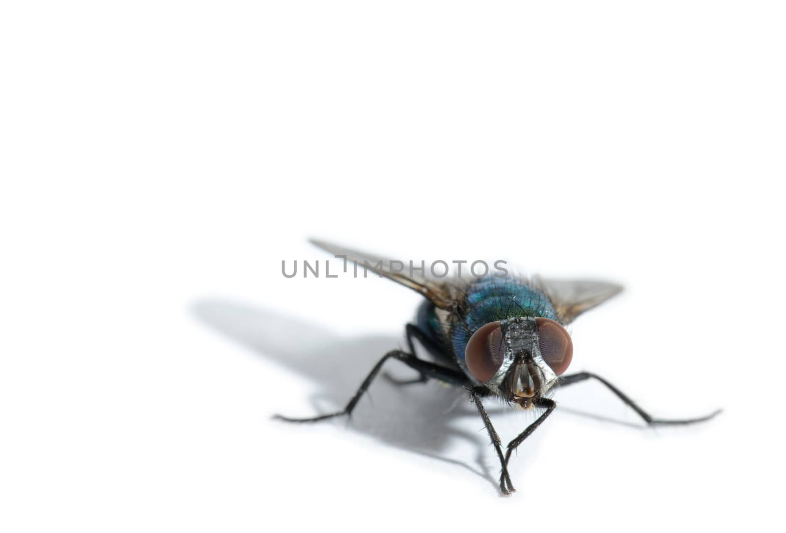 a macro of fly on a white background shalloe DOF focus on the compound eyes