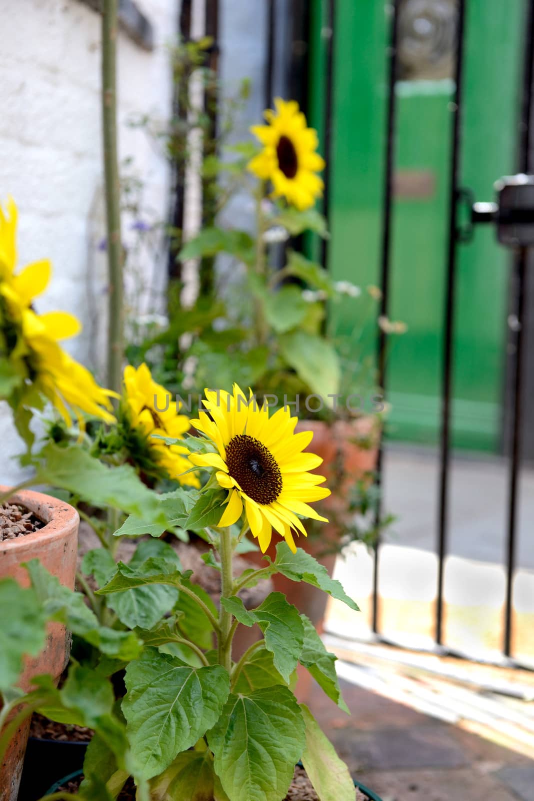 beautiful sunflower in a street garden a touch of nature in a urban area