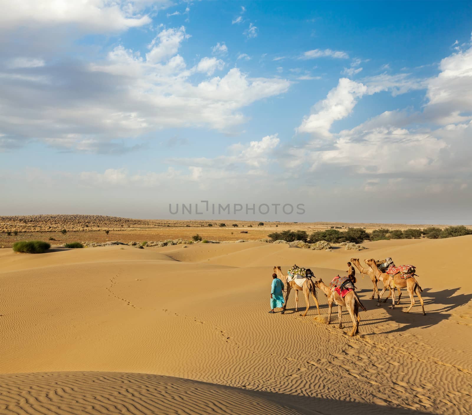 Two cameleers (camel drivers) with camels in dunes of Thar deser by dimol