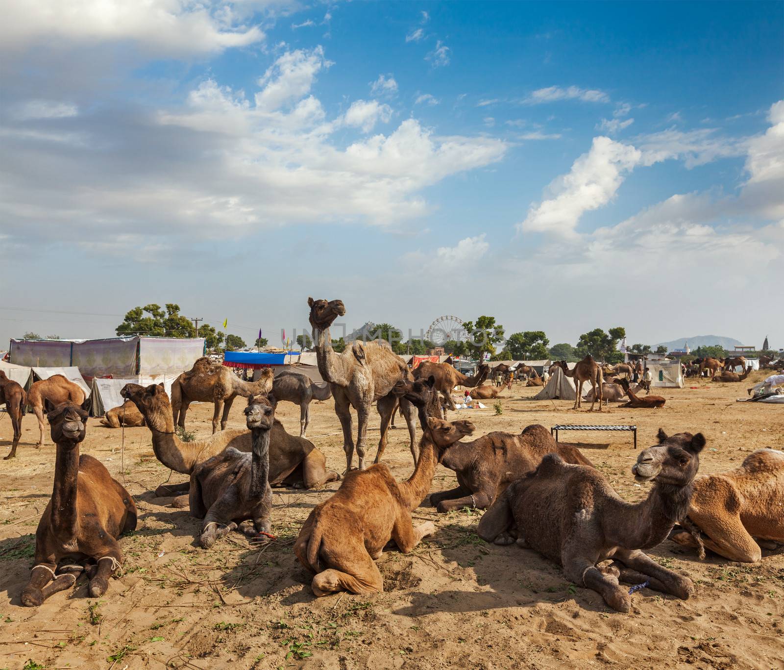 Camels at Pushkar Mela (Pushkar Camel Fair),  India by dimol