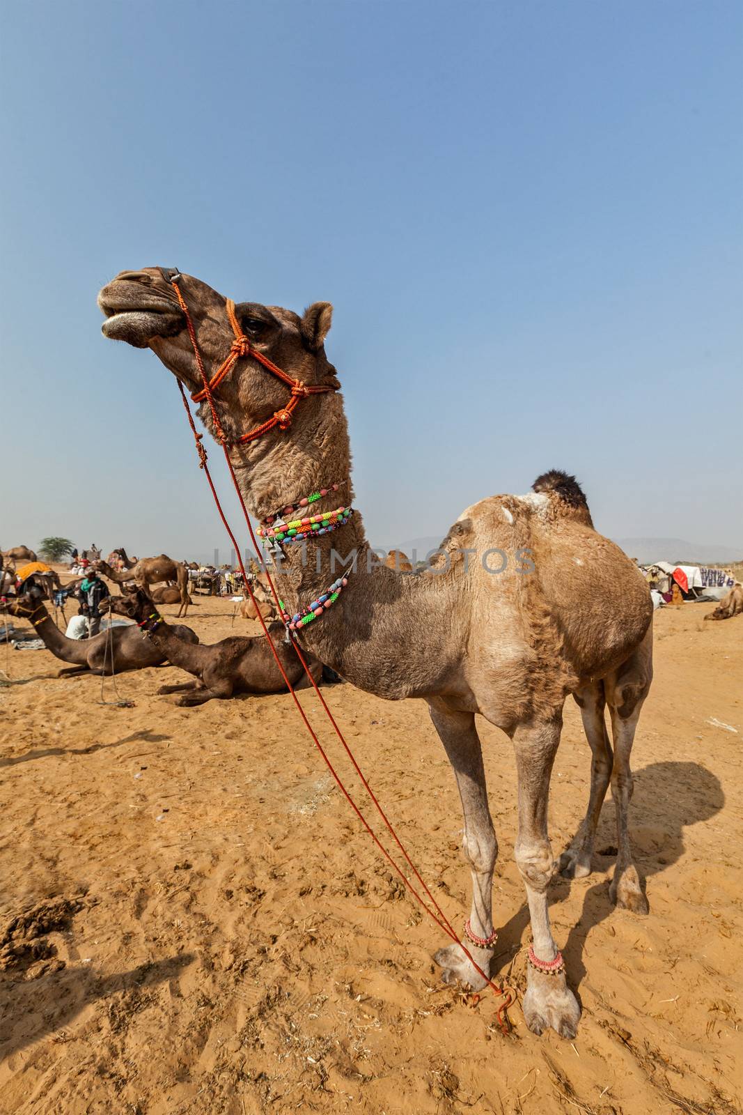 Camels at Pushkar Mela (Pushkar Camel Fair). Pushkar, Rajasthan, India