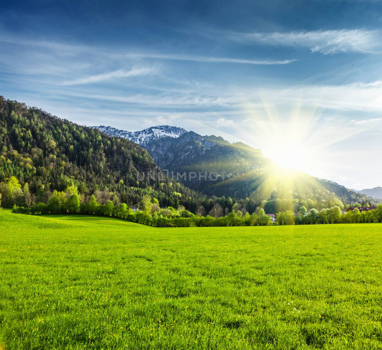 Alpine meadow in Bavarian Alps. Bavaria, Germany