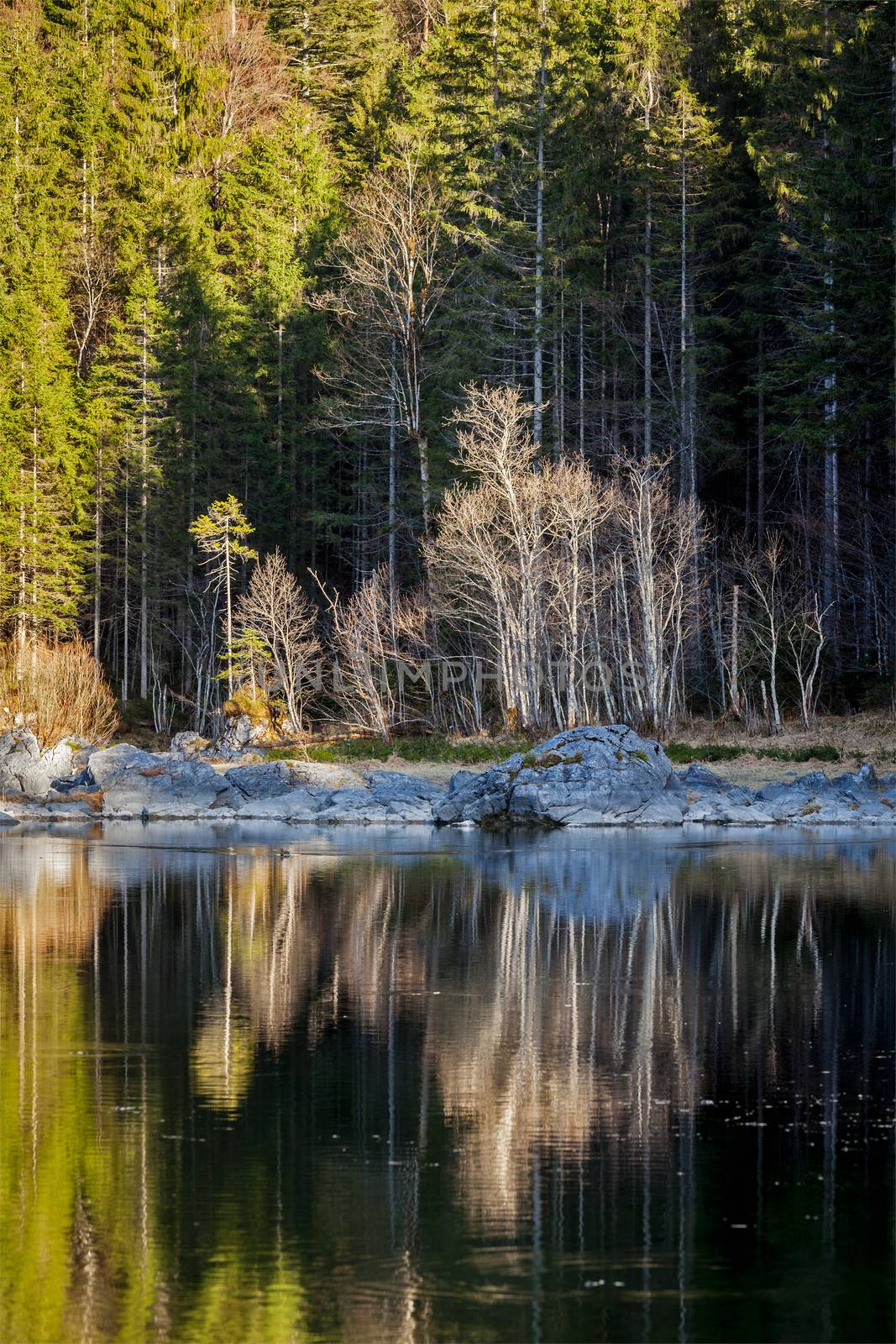 Forest trees on Frillensee (small lake near Eibsee), Germany  by dimol