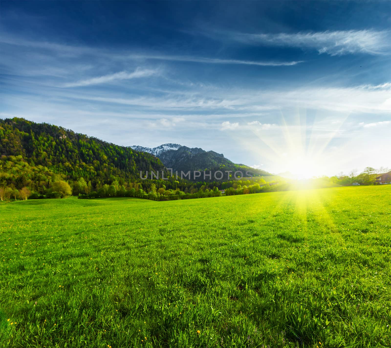 Alpine meadow in Bavarian Alps. Bavaria, Germany