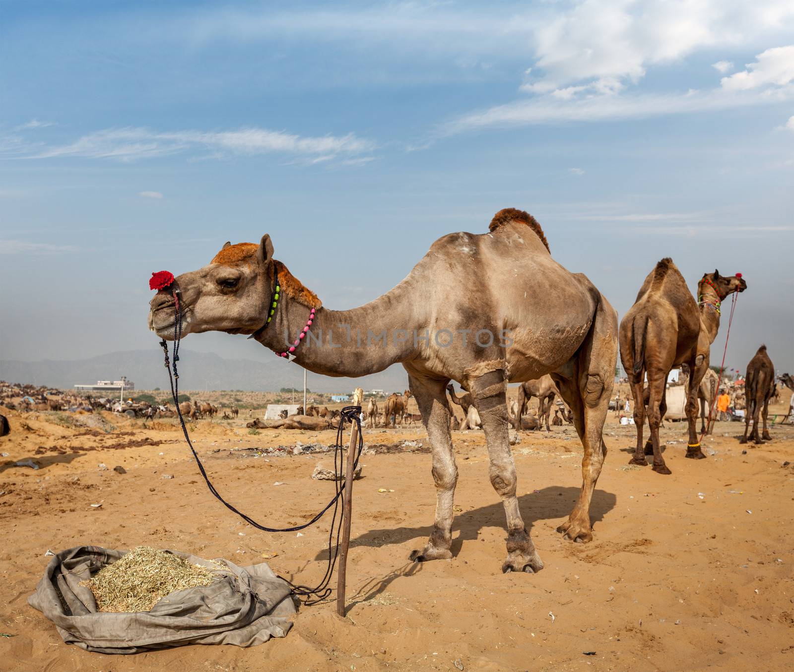 Camels at Pushkar Mela (Pushkar Camel Fair),  India by dimol