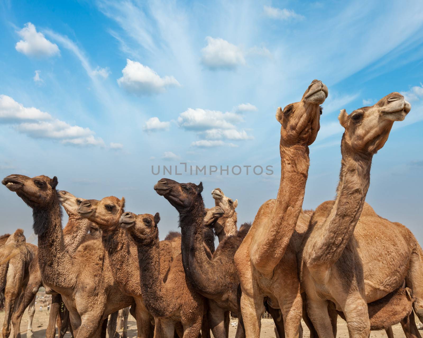 Camels at Pushkar Mela (Pushkar Camel Fair),  India by dimol