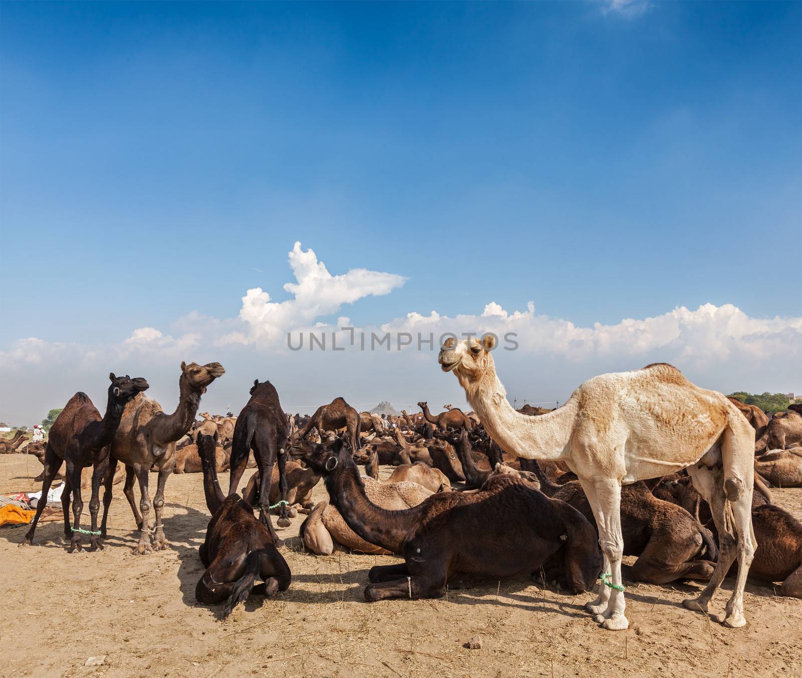 Camels at Pushkar Mela (Pushkar Camel Fair),  India by dimol