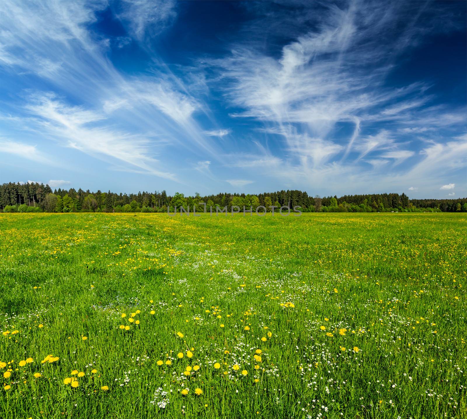 Summer meadow. Bavaria, Germany