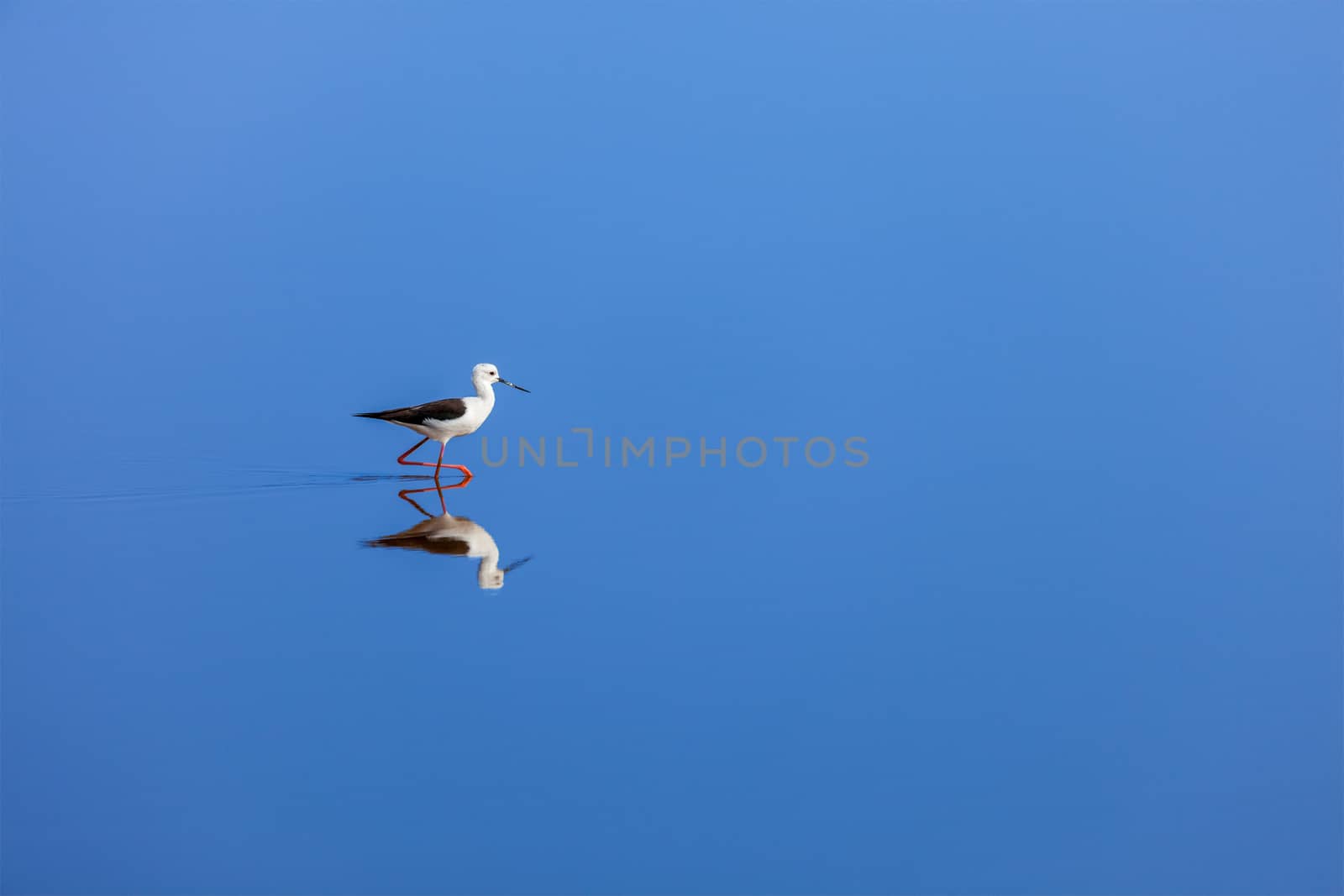 Solitude concept background -  The Black-winged Stilt ( Common Stilt, or Pied Stilt (Himantopus himantopus)) in water with reflection