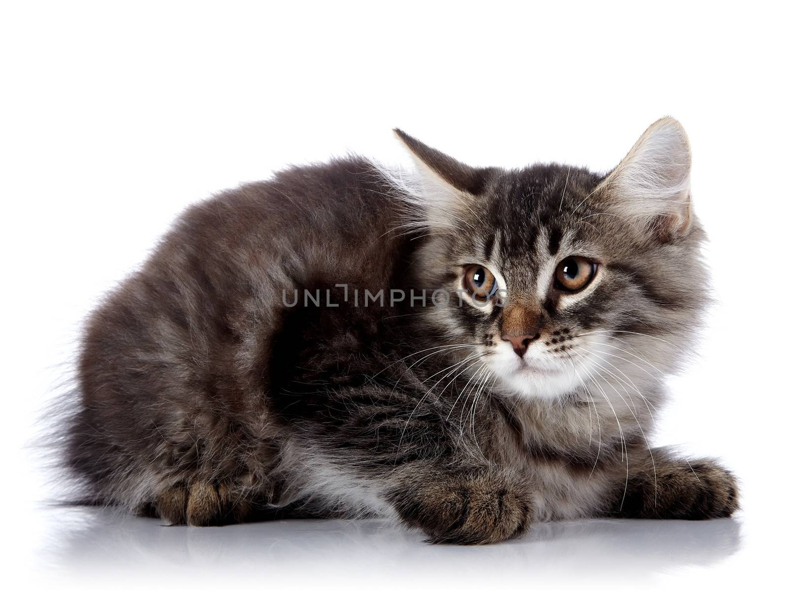 Fluffy cat with brown eyes.  Striped not purebred kitten. Kitten on a white background. Small predator. Small cat.