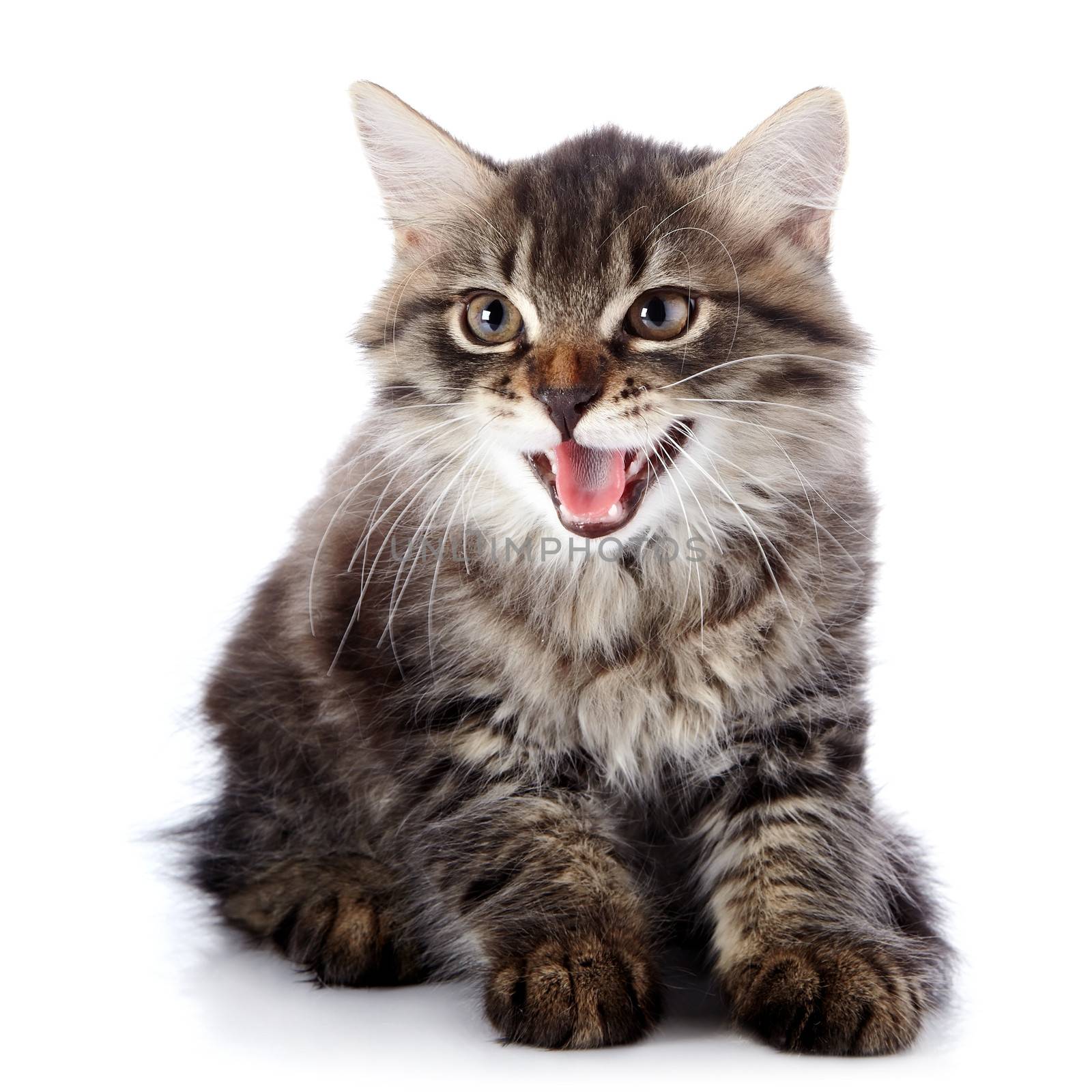 Striped fluffy kitten. Striped not purebred kitten. Kitten on a white background. Small predator. Small cat.