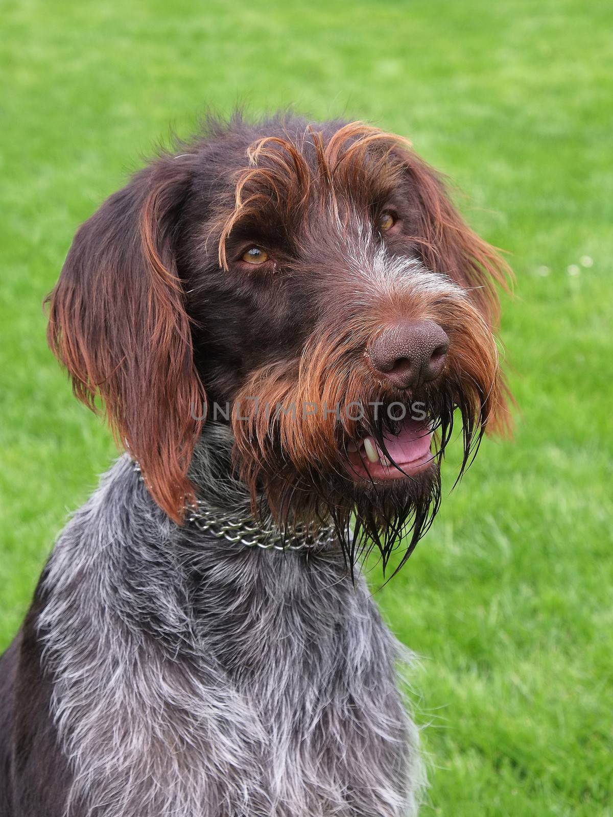 Typical Bohemian Wire-haired Pointing Griffon