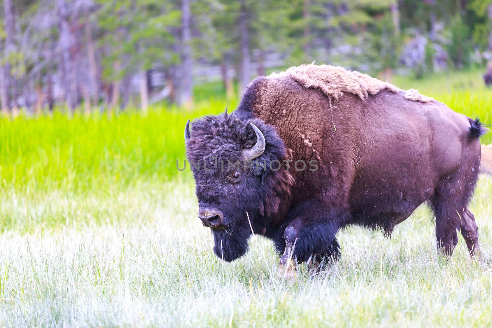 Adult Bison at Yellowstone National Park