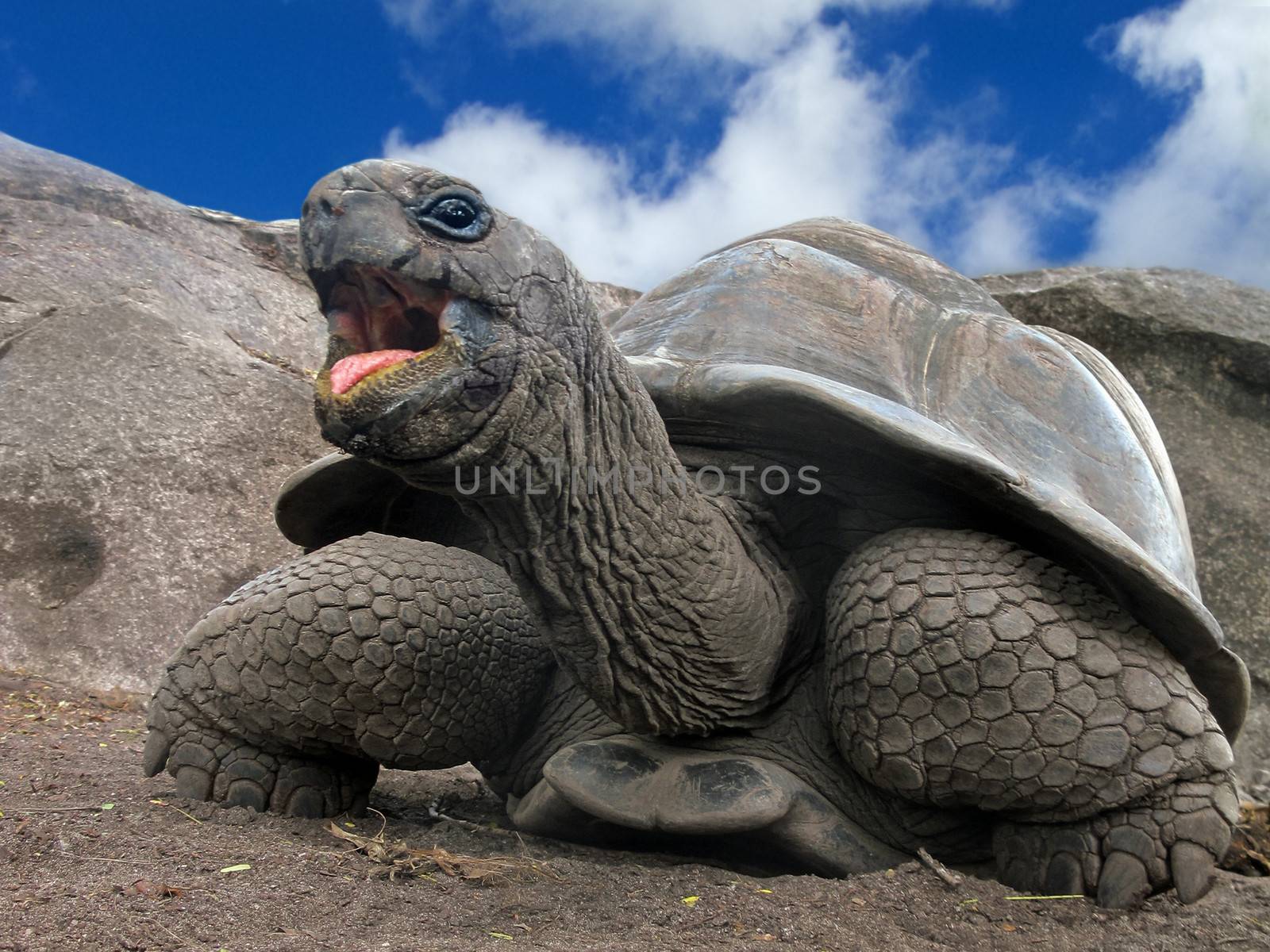 Aldabra Giant Tortoise (Aldabrachelys gigantea), Seychelles, Africa