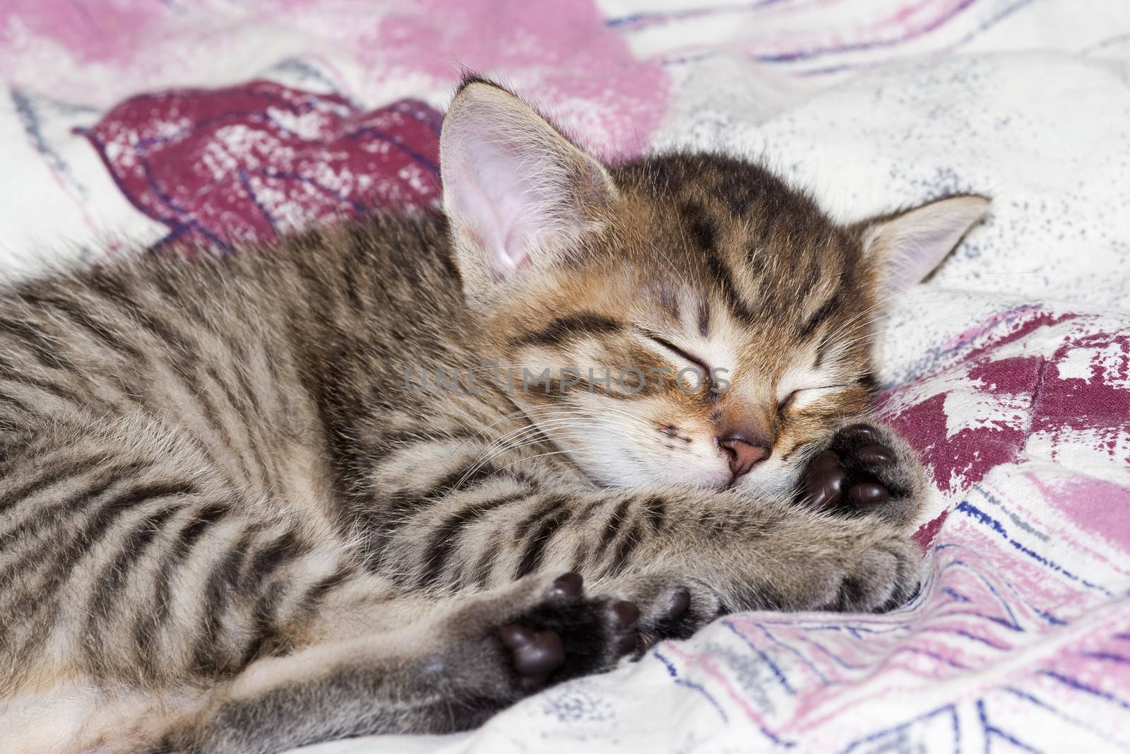 Kitten - detail of the head of sleeping kitten