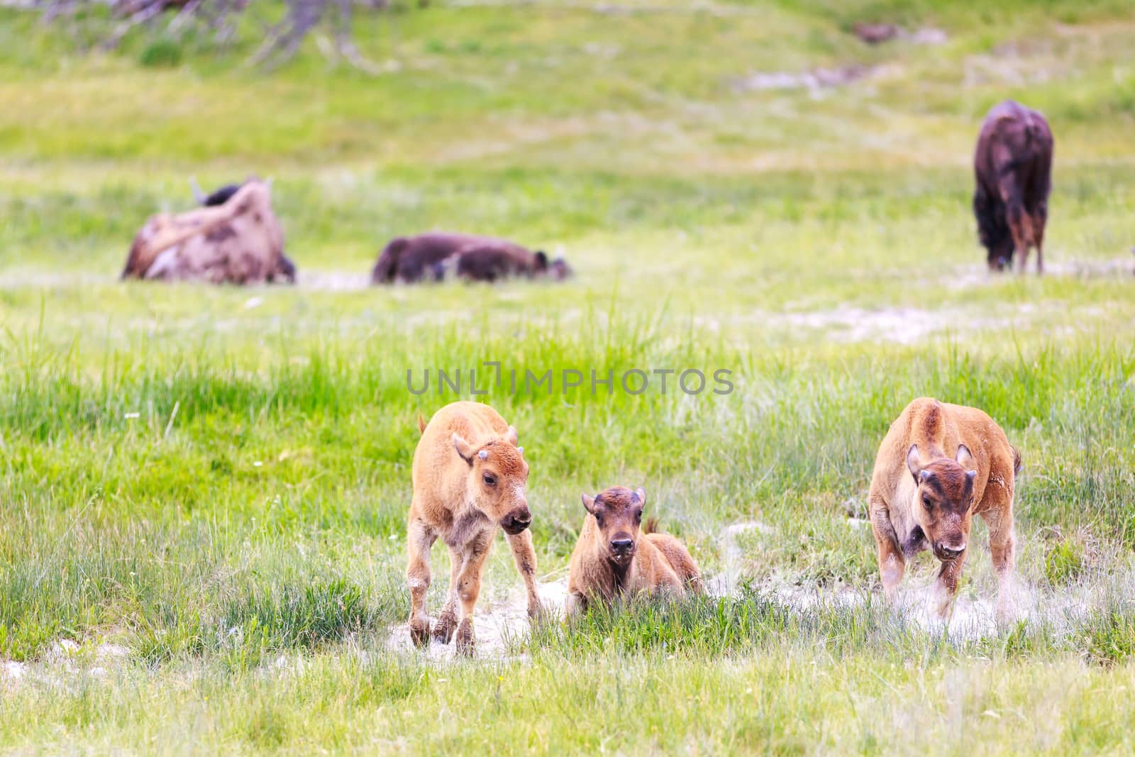 3 Bison calf walking towards you, exploring side by side.  Some adult bison in the far background, relaxing.
Taken at Yellowstone national park, summer time.