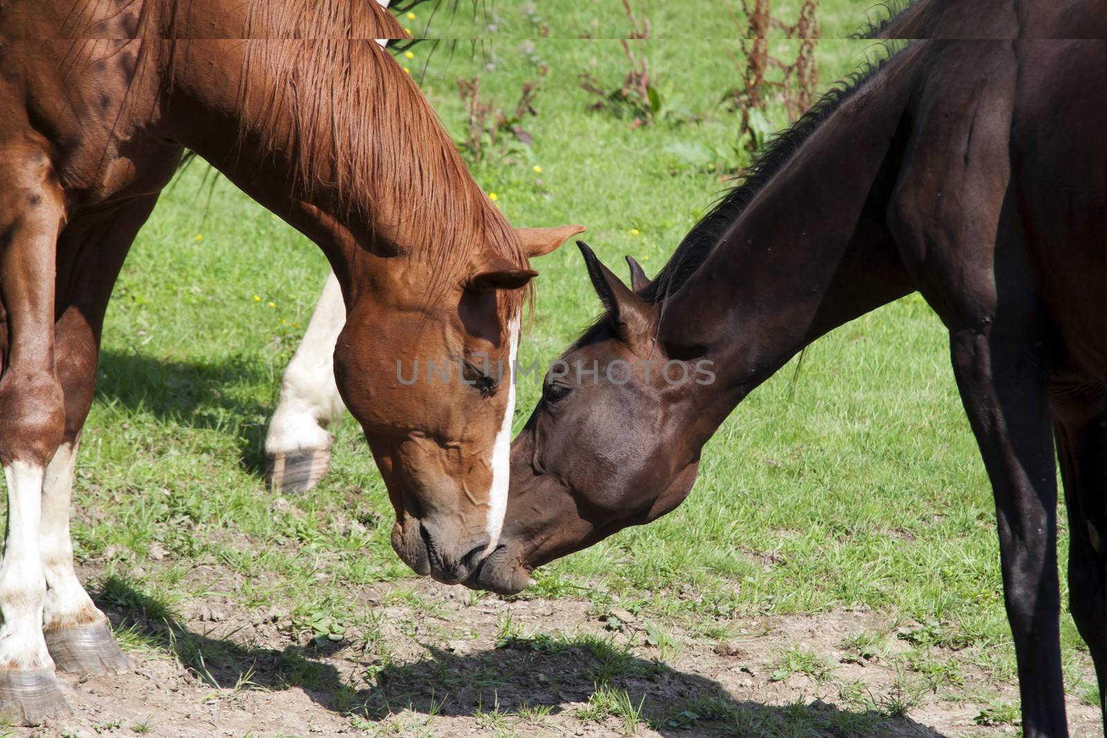 Shot of the bay horse on pasture