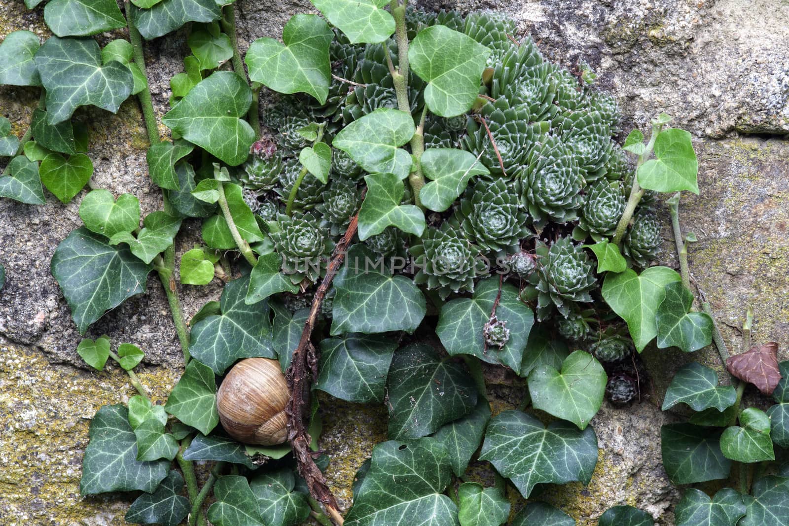 Detail of the overgrown wall with snail