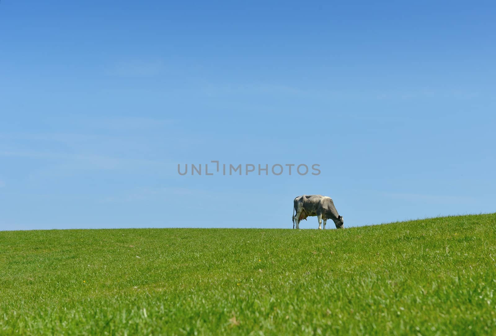 one cow grazing on grass horizon and blue sky