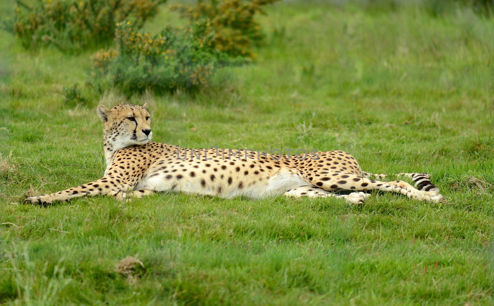 female cheetah laying down in grass after big chase