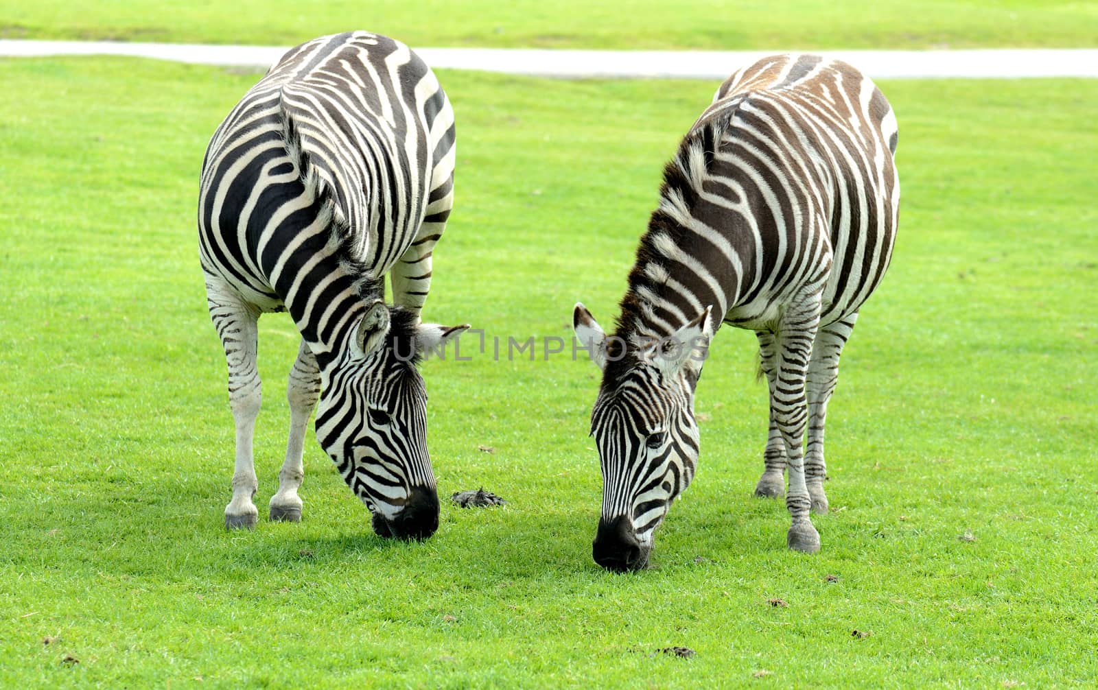 Two Zebra eating by hyrons