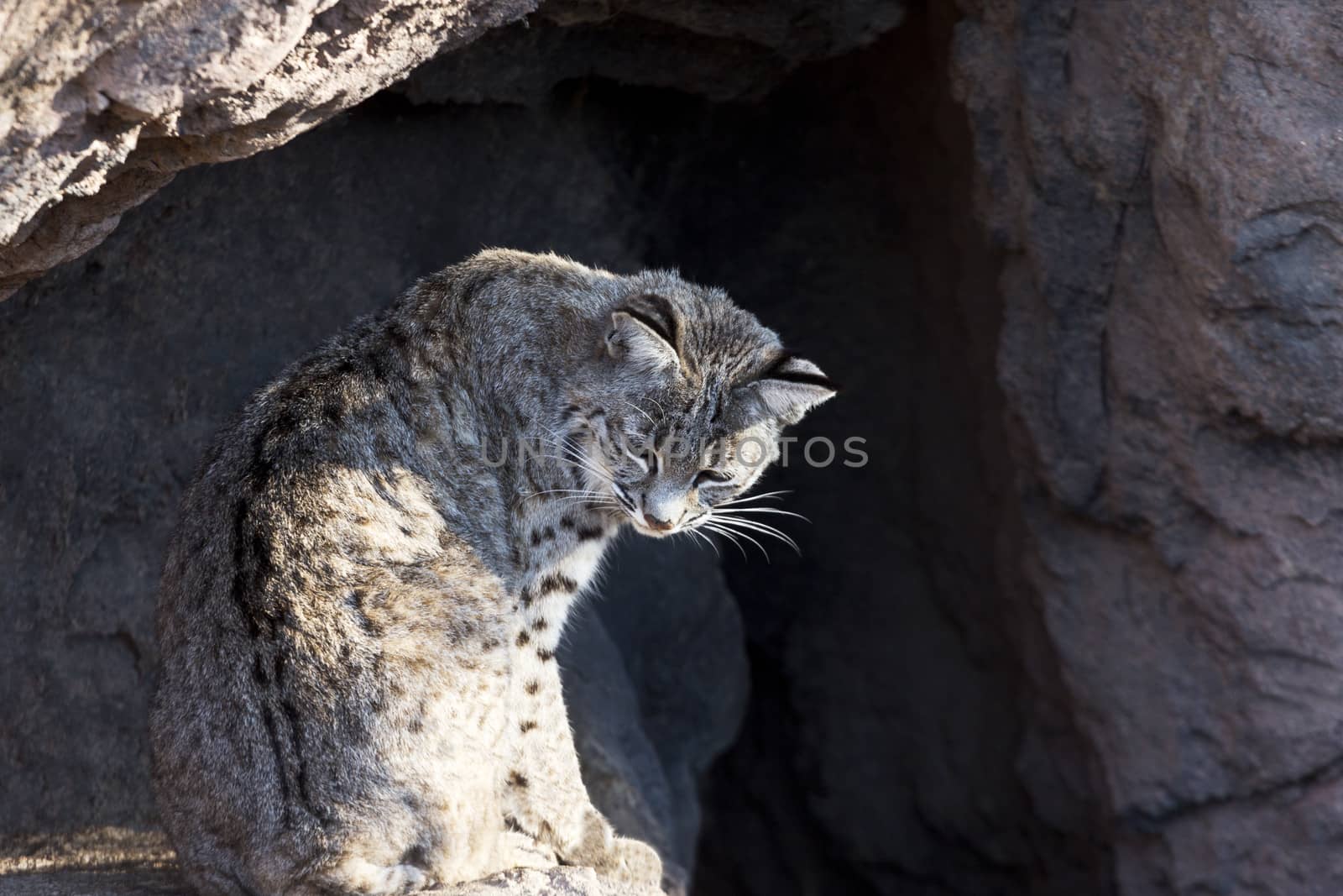 Bobcat sits in a relaxed, feline position in the natural setting of Cat Canyon at the Arizona Sonora Desert Museum, a key attraction in Tucson, Arizona, brown, spots, tufts, ears, fur, nobody, 